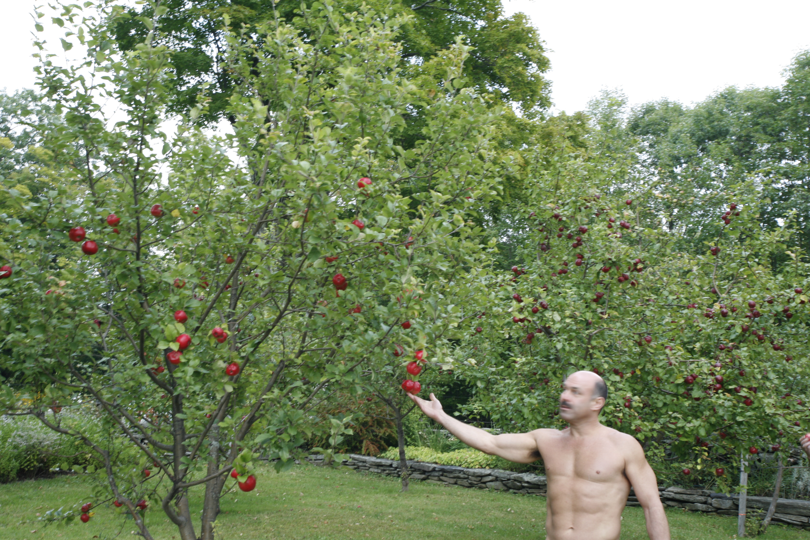 Résultat de recherche d'images pour "tumblr 2 nude gays at an apple orchard"