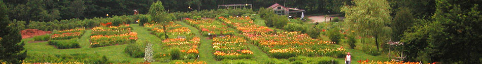Amazing Daylily Gardens Discover Gay Brattleboro Vermont Gay Retreats Attractions and Men's Workshops Frog Meadow New England's Best All Male Gay Resort in Southern Vermont