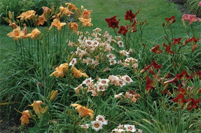 A man walking on a nature trail. 