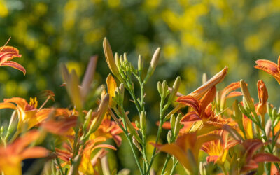 Olallie Daylily Gardens