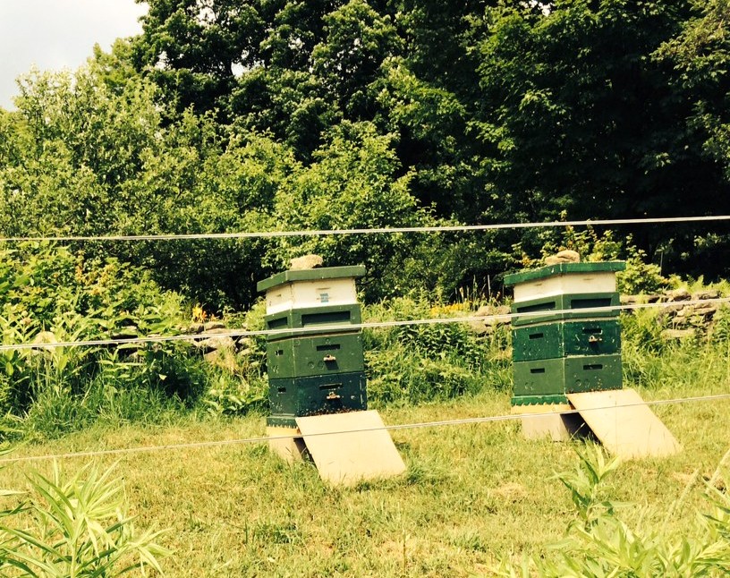 Frog Meadow beehives.